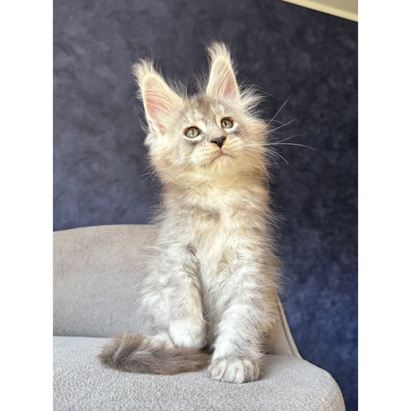 Maine Coon NOV Igmoo Kipper