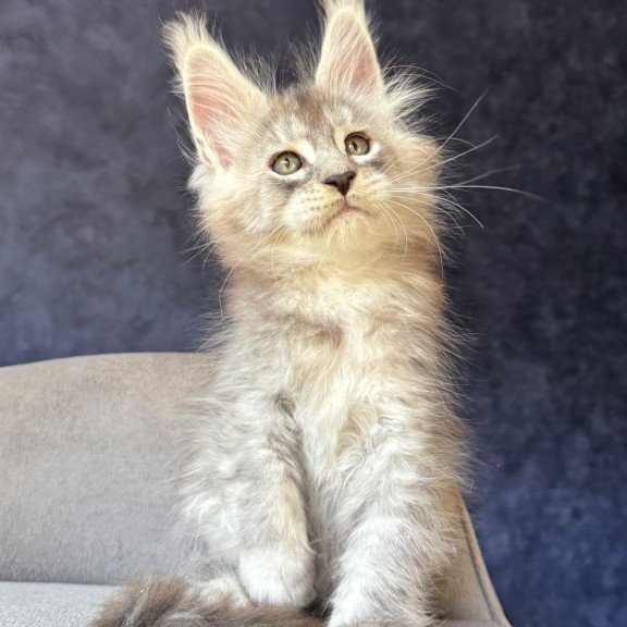 Maine Coon NOV Igmoo Kipper