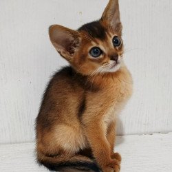 Abyssinian Franklin