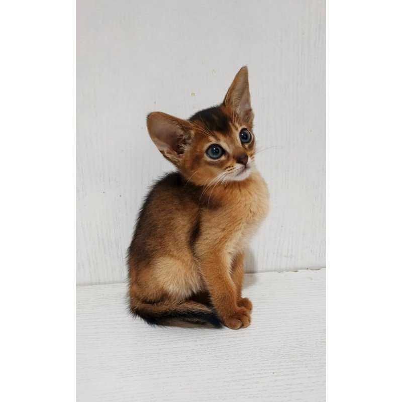 Abyssinian Franklin