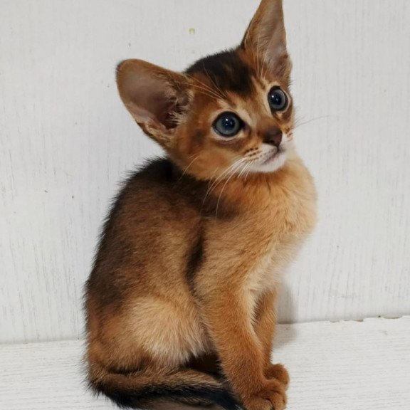 Abyssinian Franklin