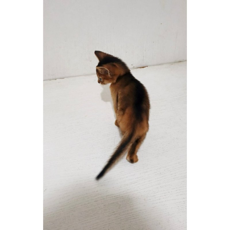 Abyssinian Franklin