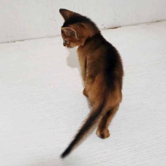 Abyssinian Franklin