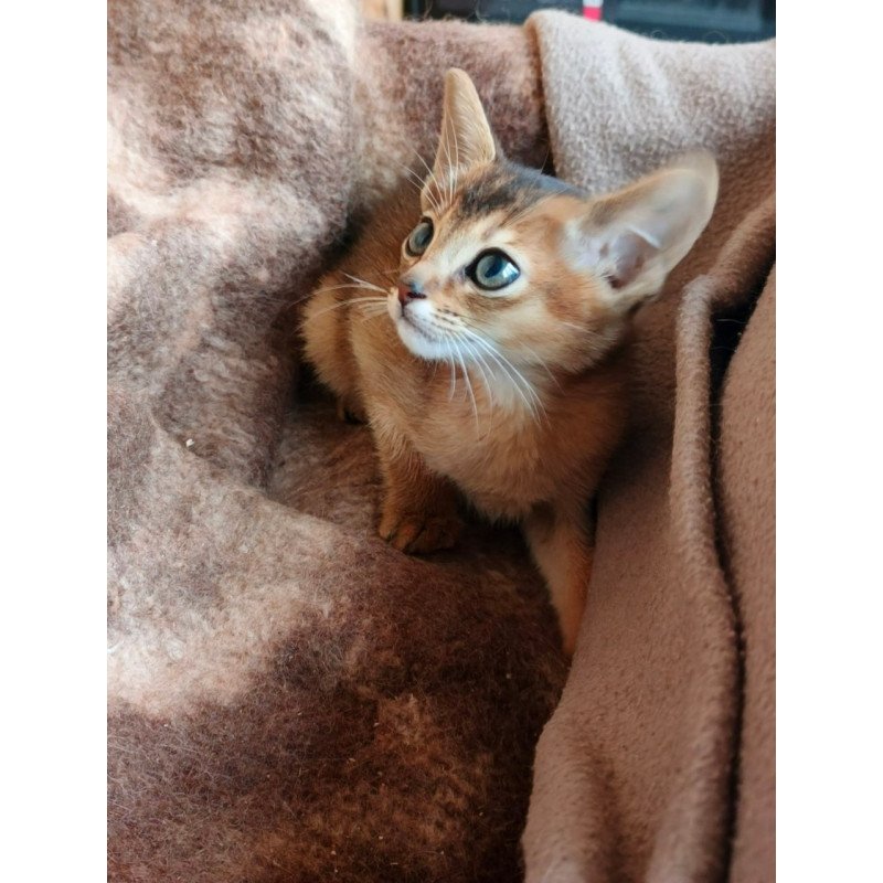 Abyssinian Franklin