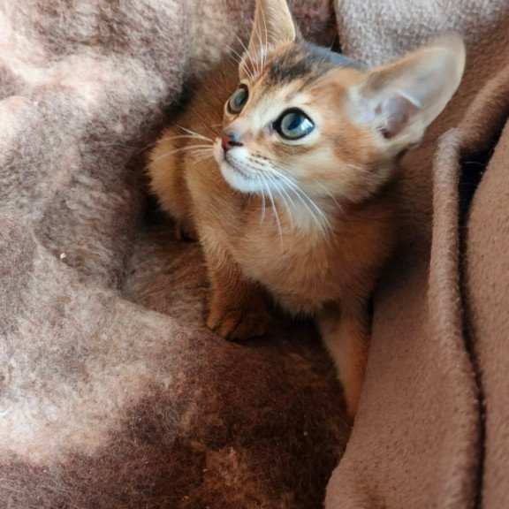 Abyssinian Franklin