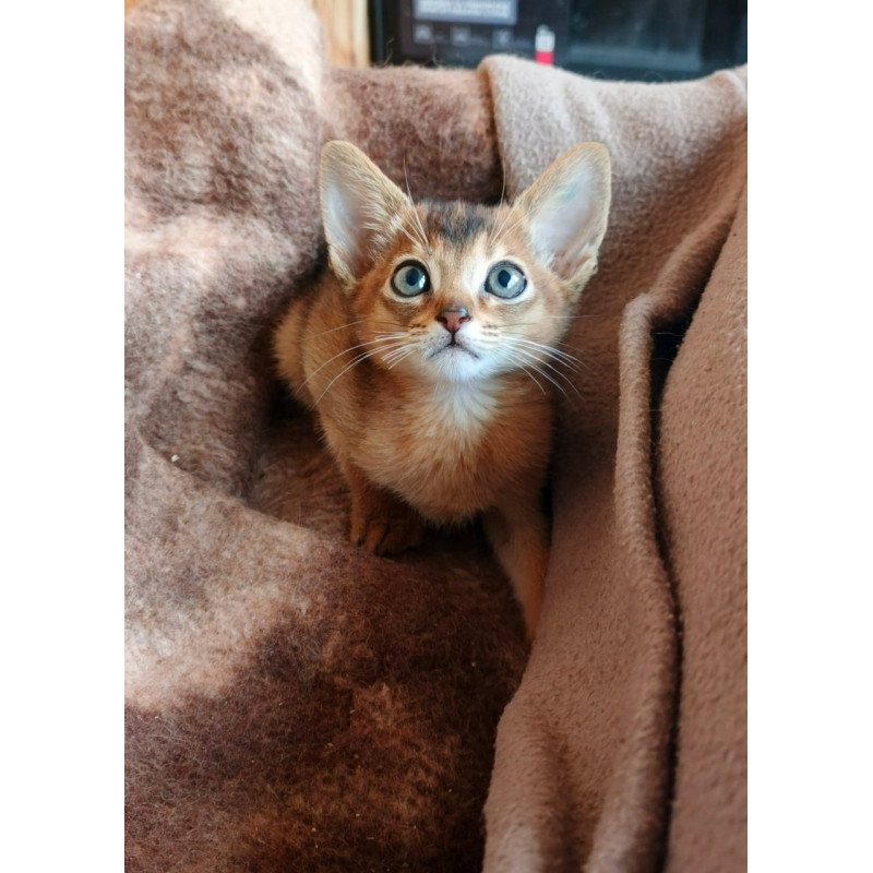 Abyssinian Franklin