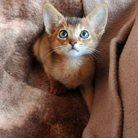 Abyssinian Franklin