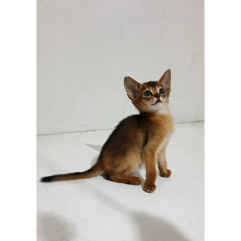 Abyssinian Franklin
