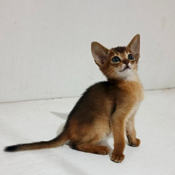 Abyssinian Franklin
