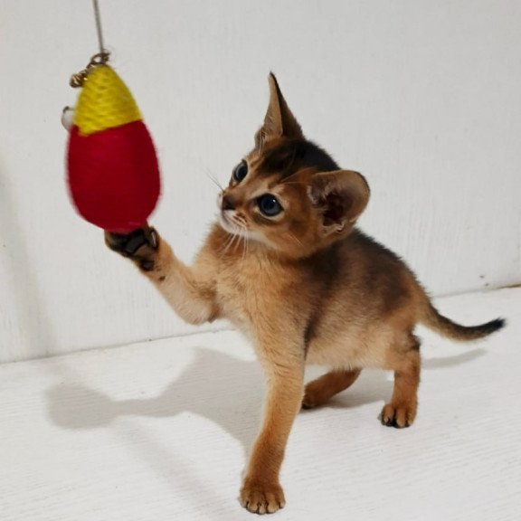 Abyssinian Franklin