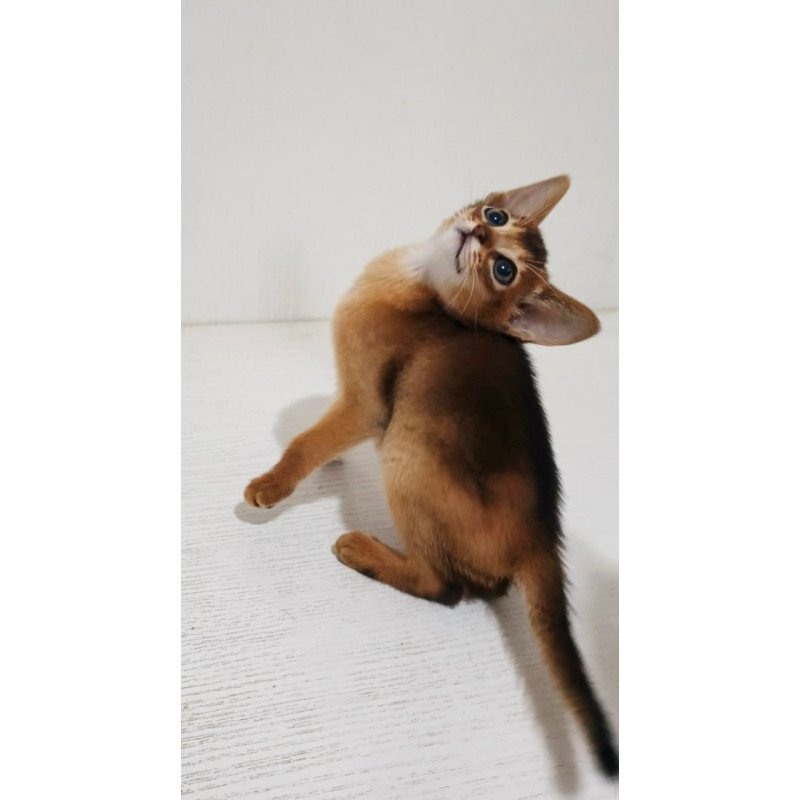 Abyssinian Franklin