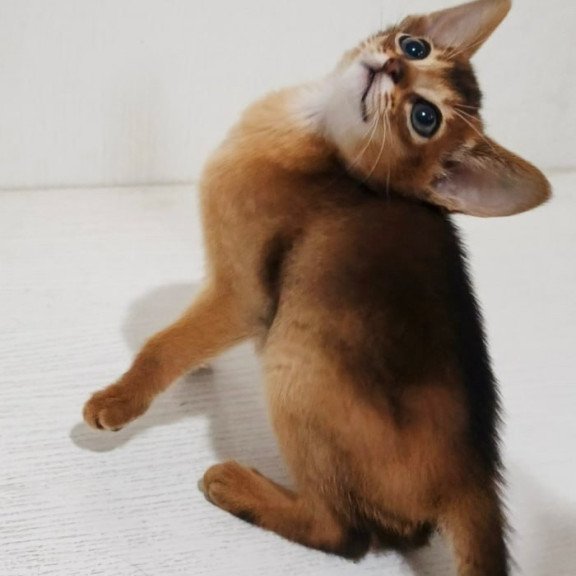 Abyssinian Franklin