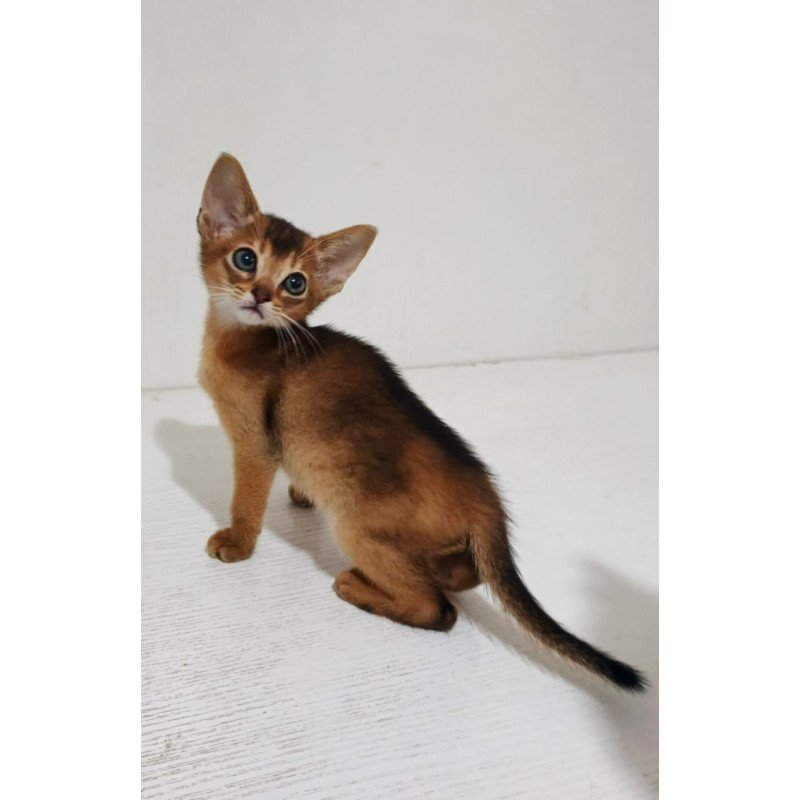 Abyssinian Franklin