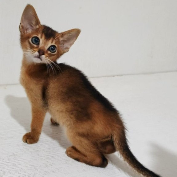 Abyssinian Franklin