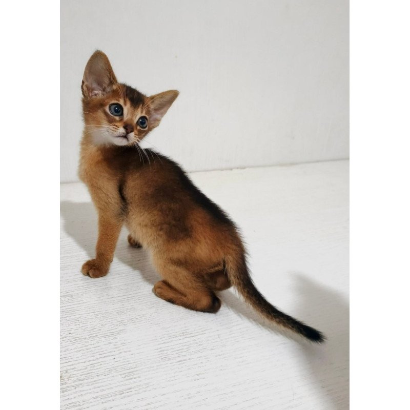 Abyssinian Franklin
