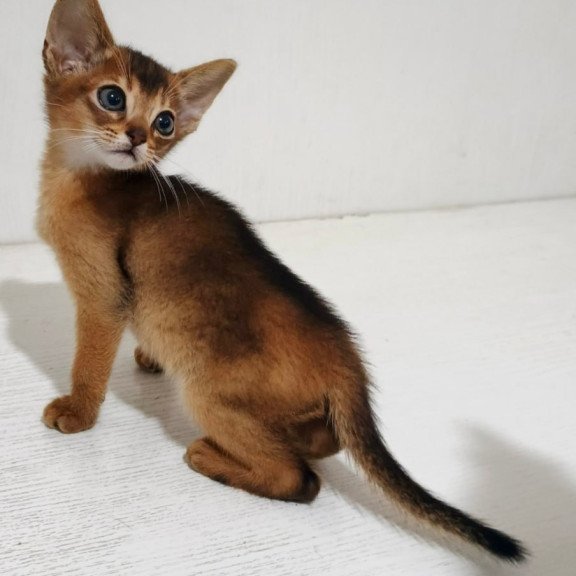 Abyssinian Franklin