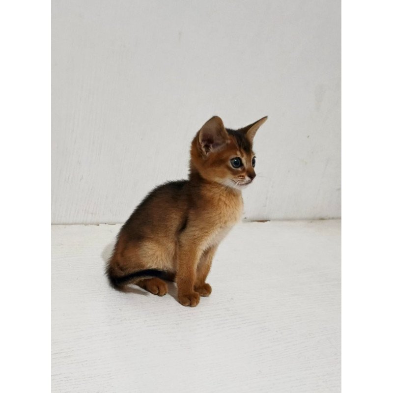Abyssinian Franklin