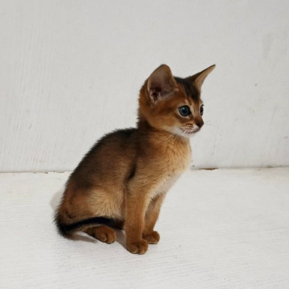 Abyssinian Franklin
