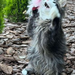 Maine Coon Dior