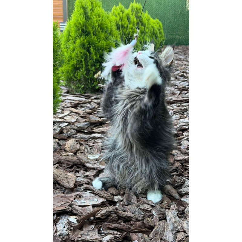 Maine Coon Dior