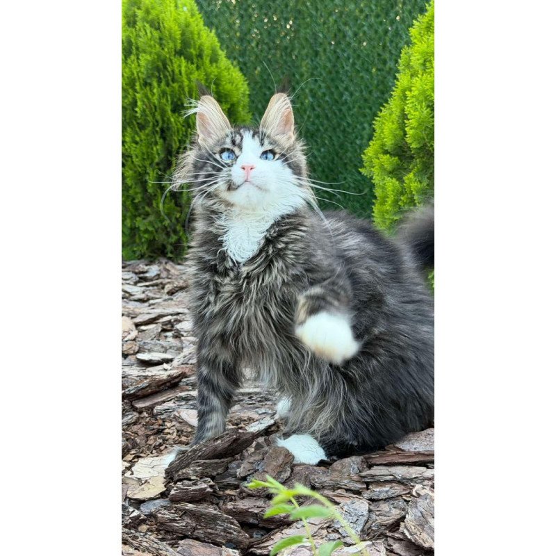 Maine Coon Dior
