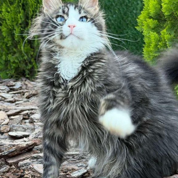 Maine Coon Dior