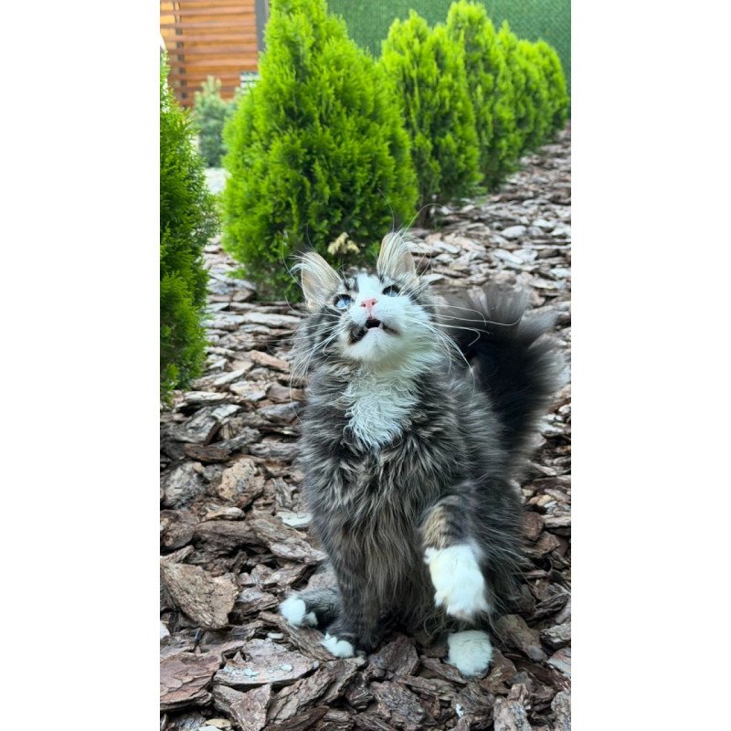 Maine Coon Dior