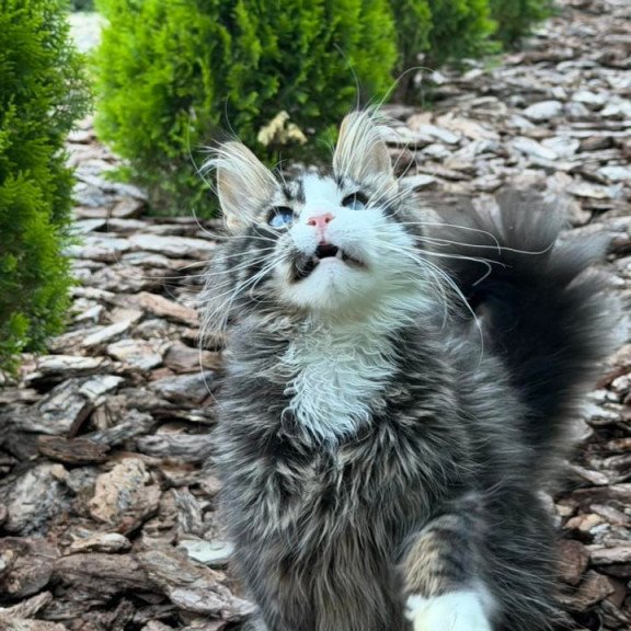 Maine Coon Dior