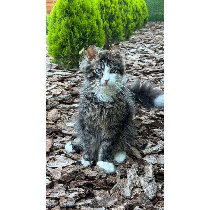 Maine Coon Dior