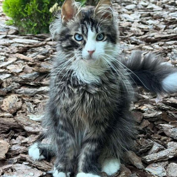 Maine Coon Dior