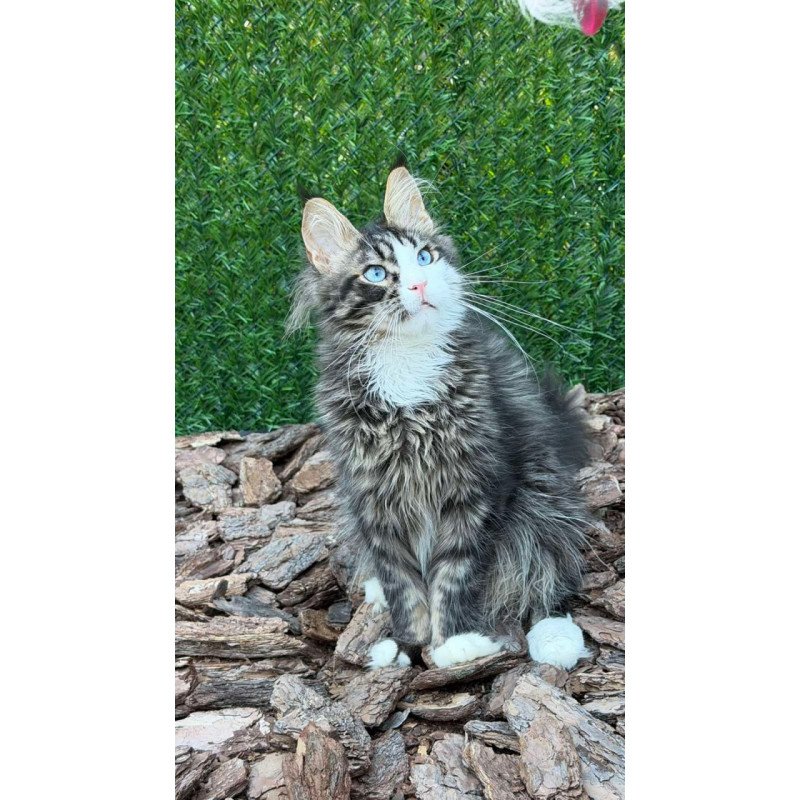 Maine Coon Dior