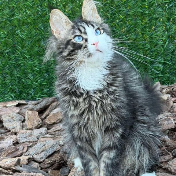 Maine Coon Dior