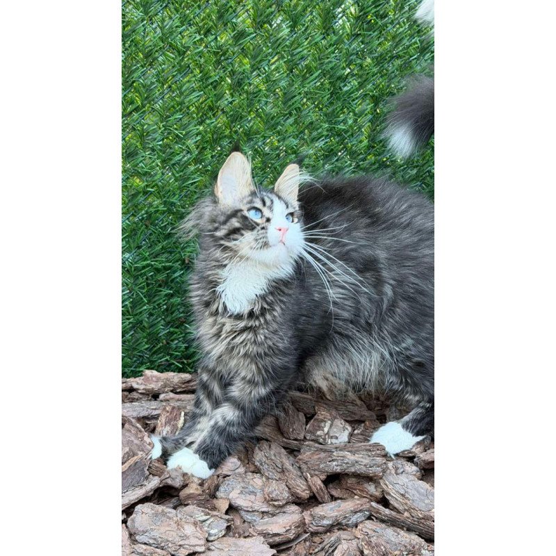 Maine Coon Dior