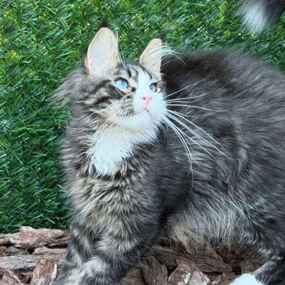 Maine Coon Dior