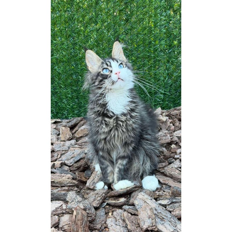 Maine Coon Dior