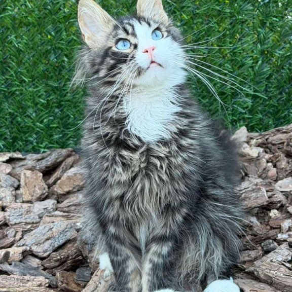 Maine Coon Dior