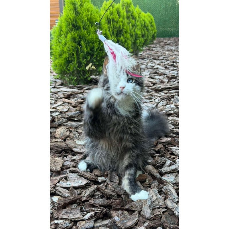 Maine Coon Dior