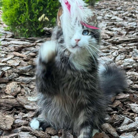 Maine Coon Dior