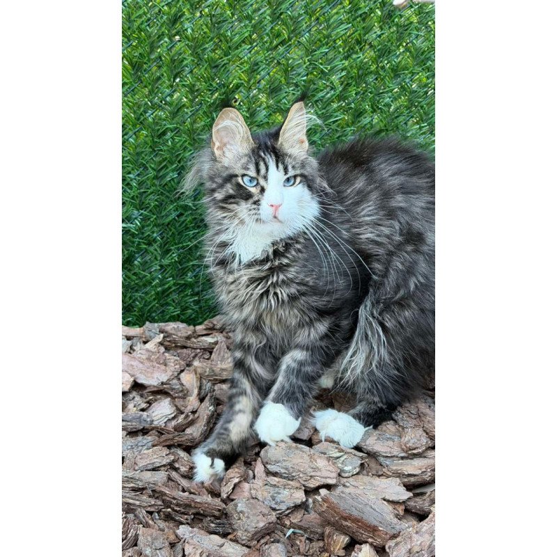 Maine Coon Dior