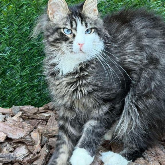 Maine Coon Dior