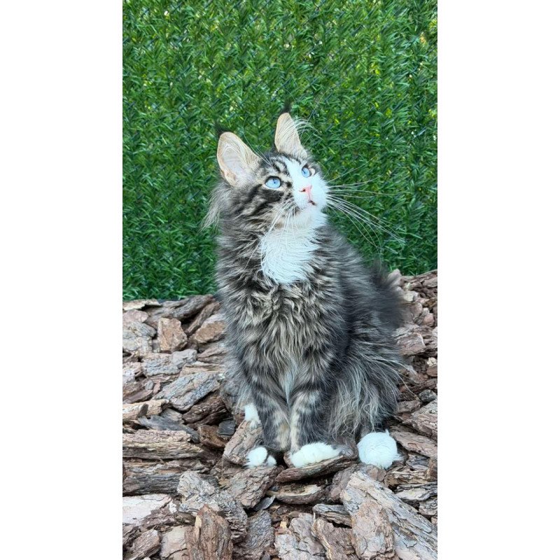 Maine Coon Dior