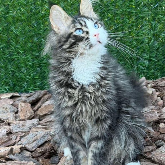 Maine Coon Dior