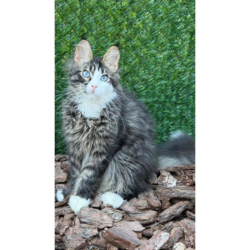 Maine Coon Dior