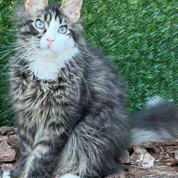 Maine Coon Dior