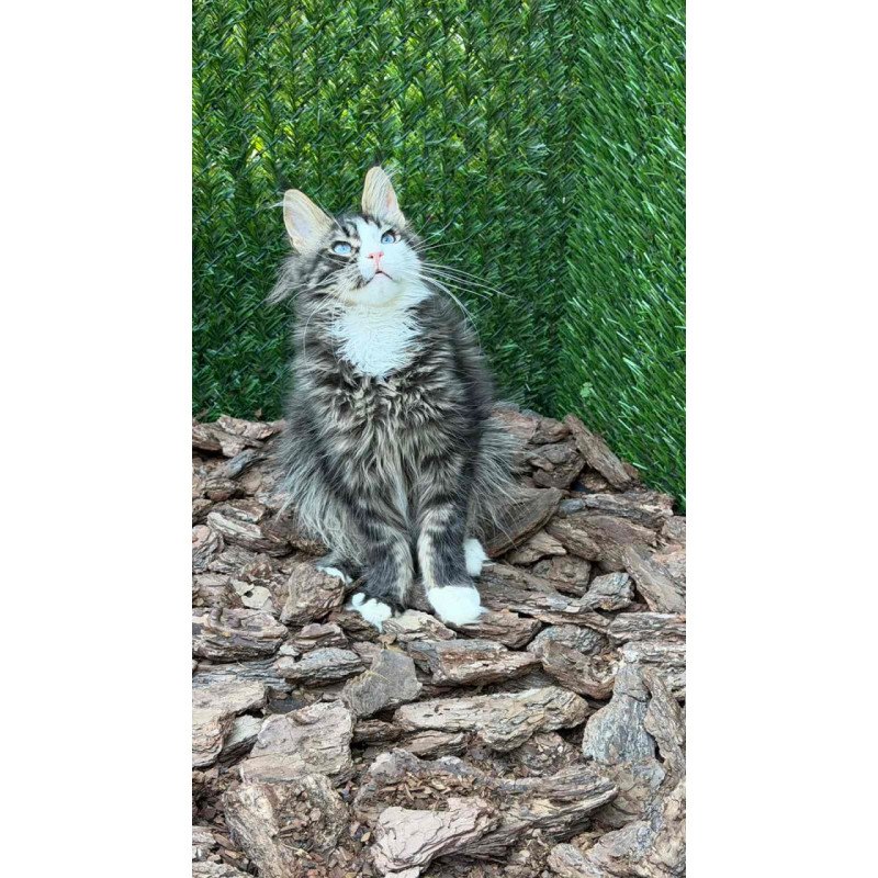 Maine Coon Dior