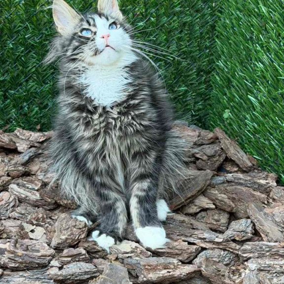 Maine Coon Dior