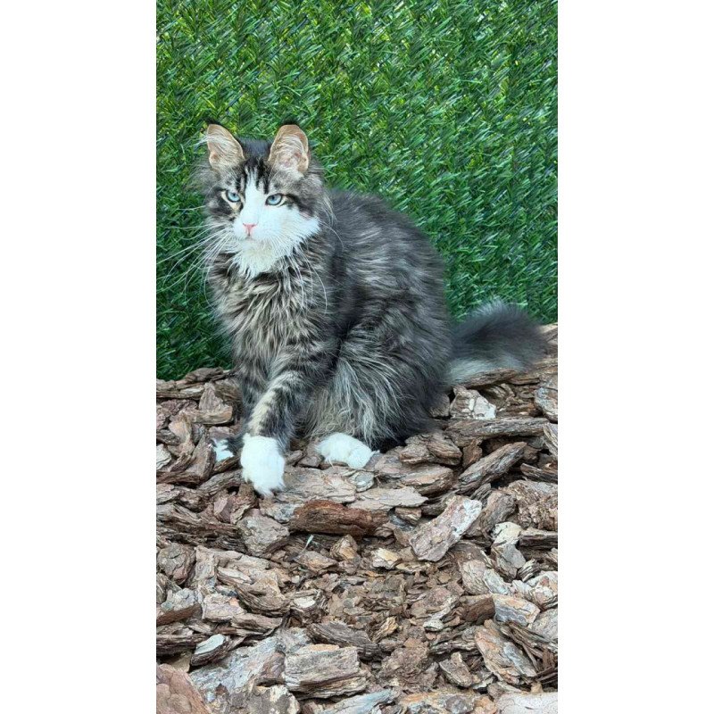 Maine Coon Dior