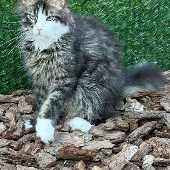 Maine Coon Dior