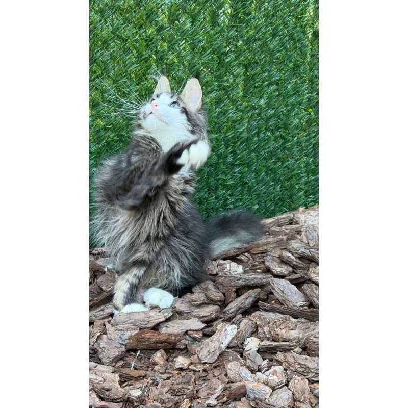 Maine Coon Dior