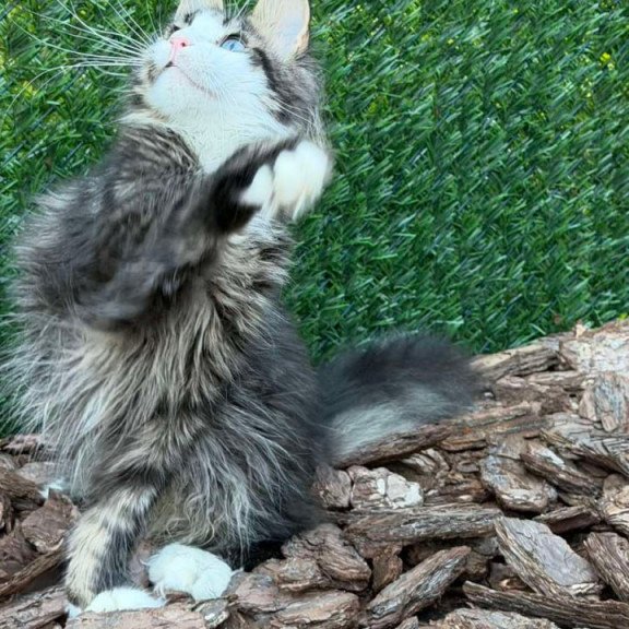 Maine Coon Dior
